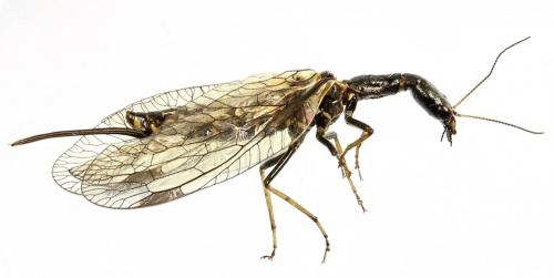 Phaeostigma notatum